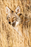 Coyote on the Prowl