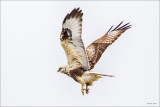 Rough Legged Hawk, Lincoln County