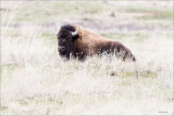 Buffalo NBR Montana