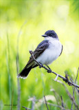 Eastern King Bird, Lincoln County