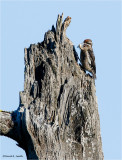 Inmature Hairy Woodpecker, Lincoln County
