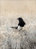 Magpie, National Bison Range Nov. 2015