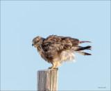 Rough Legged Hawk, Lincoln County-Dec 2015