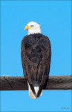 Bald Eagle, Lincoln County, Dec 2015