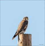 Prairie Falcon Lincoln County