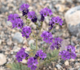 Notchleaf Phacelia, Death Valley, CA