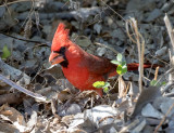 Cardinal Juan Battista De Anza Trail