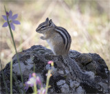 Chipmonk Turnbull Wildlife Refuge WA