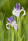 Wild Iris Lincoln County, WA