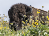 Bison n Wildflowers National Bison Range MT