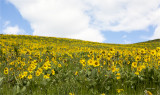 Wildflowers National Bison Range, MT