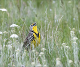 Meadow Lark NW Bison Range MT