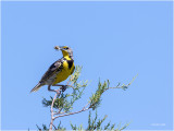 Meadow Lark NW Bison Range, MT