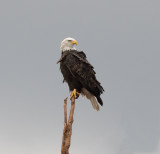 Eagle perched Lincoln Co.