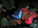 Key West Butterfly Conservatory