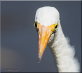 Great Egret Portrait