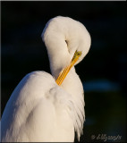 Great Egret
