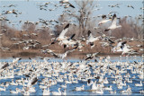 Snow Geese.jpg