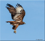 Red-tailed Hawk lift off.jpg