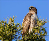 Red-tailed Hawk.jpg