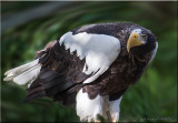 Stellers Sea Eagle.jpg