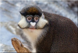 Schmidts Red tailed monkey portrait.jpg