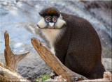 Schmidts Red tailed Monkey.jpg