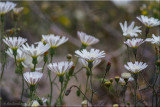 desert wildflowers