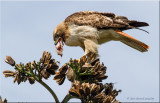 red-tailed hawk with prey