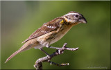 black-headed grossbeak female