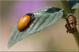 ladybug, macro