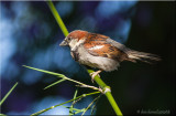 house sparrow