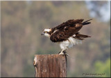 osprey on pole