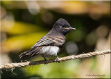 black phoebe, juvenile