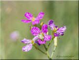 wild radish