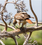 red-tailed hawk, eating prey