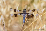 eight-spotted skimmer