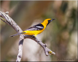 hooded oriole