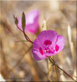mariposa poppy