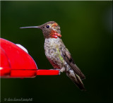 Annas Hummingbird, male