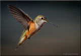 Allens Hummingbird