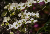 Dogwood white blooming.jpg