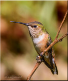 Rufous Hummingbird