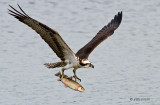 Osprey with trout - 2