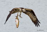Osprey with trout - 3
