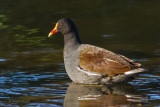 Common Gallinule