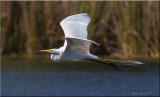 Great Egret