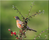 American Robin