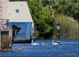 Mute Swan