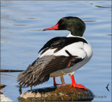 Common Merganser